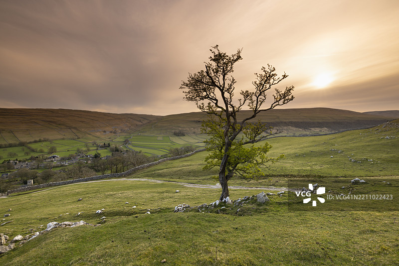 一棵孤独的树生长在英国约克郡达尔斯的利顿代尔阿恩克利夫村上方的山坡上图片素材