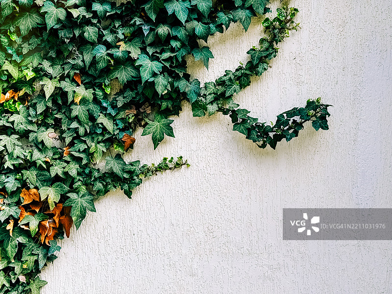 郁郁葱葱的绿色常春藤攀爬在白色墙壁上图片素材