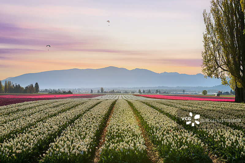 滑翔伞在斯卡吉特谷的五彩斑斓的郁金香田野上空飞翔，迎接美丽的日出。图片素材