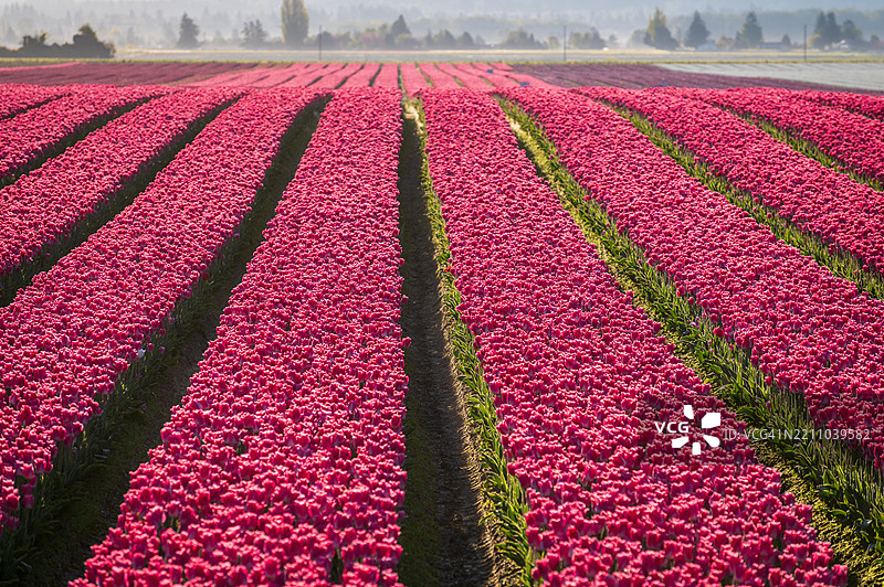 斯卡吉特谷色彩斑斓的郁金香田野在美丽的春日晨曦中。图片素材
