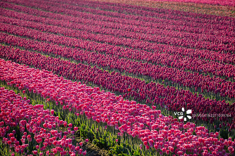 斯卡吉特谷色彩斑斓的郁金香田野在美丽的春日晨曦中。图片素材