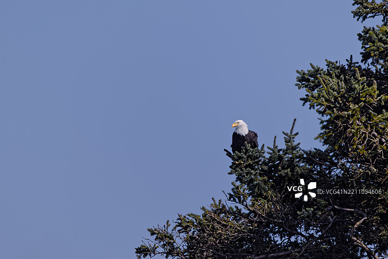 侧面朝向的秃头鹰图片素材