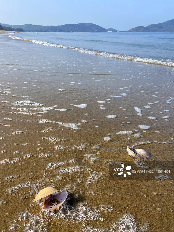 海滩上的贝壳图片素材