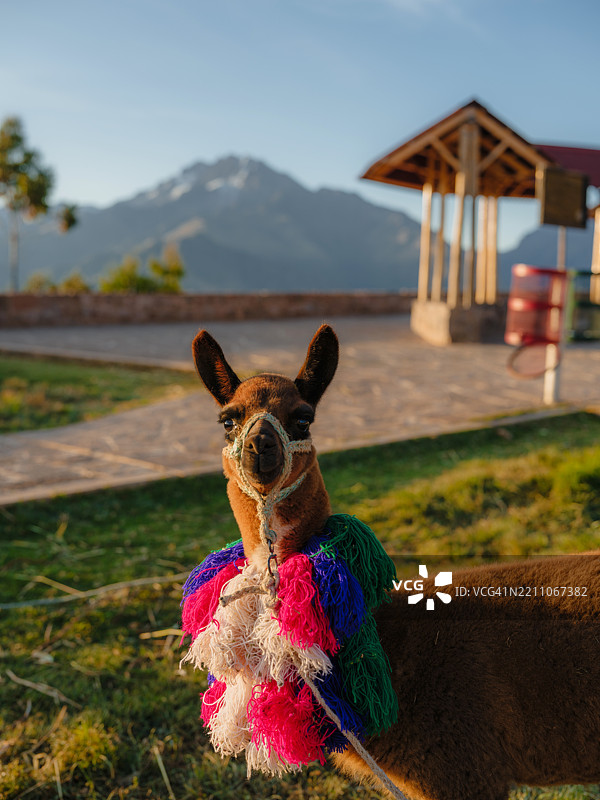秘鲁神圣谷中的可爱羊驼图片素材