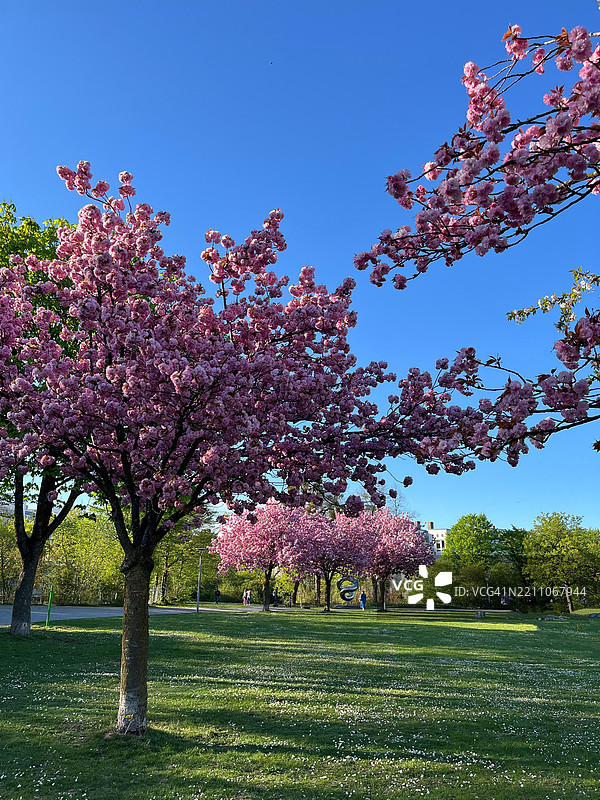 粉色樱花图片素材