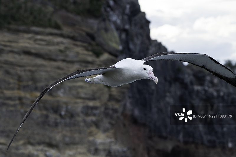北方皇家信天翁在新西兰泰阿罗海岬的悬崖上空飞翔。图片素材