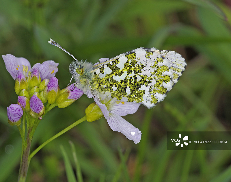 橙尖蝶 [Anthocharis cardamines]图片素材