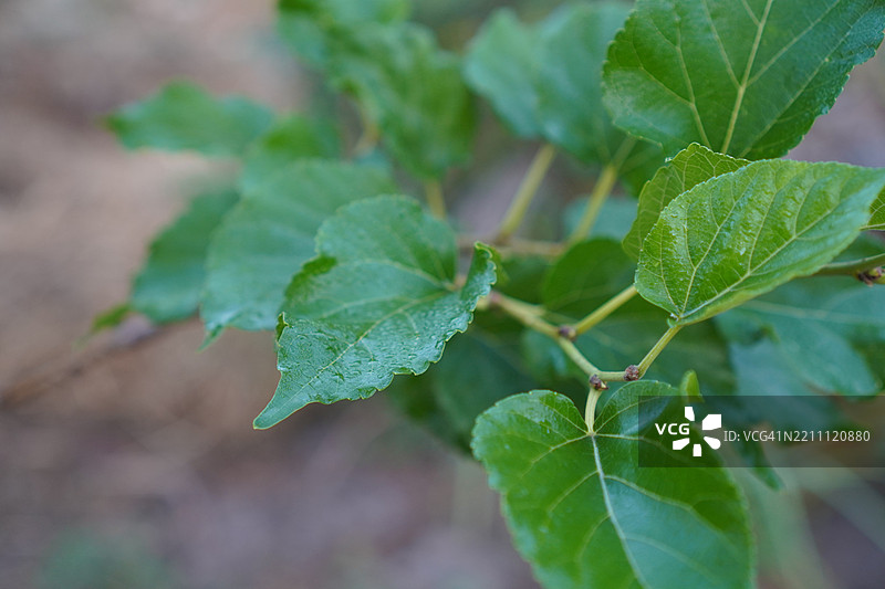 桑树叶与盛开的果实，背景为自然花园图片素材