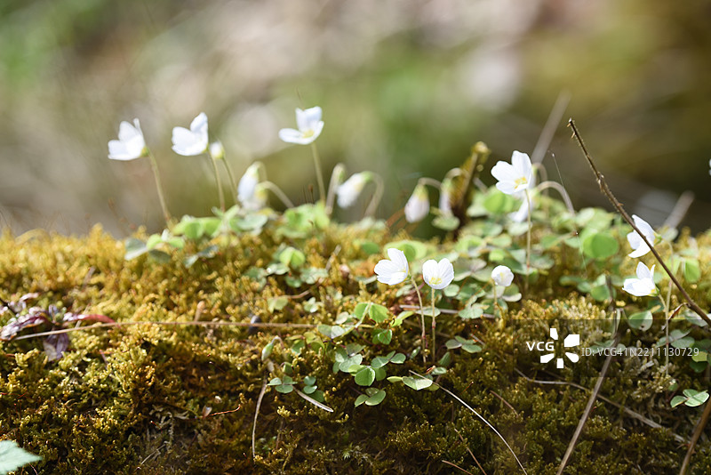 酢浆草图片素材