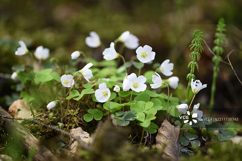 酢浆草图片素材