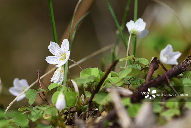酢浆草图片素材