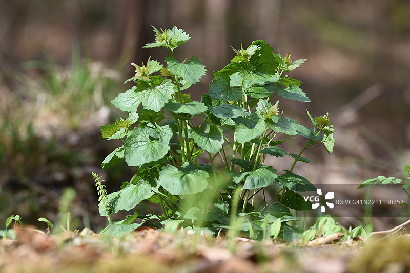 阿利亚里亚（Alliaria petiolata）图片素材