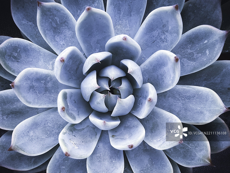 蓝绿色多肉植物的特写，具有对称的莲座形状和自然纹理。非常适合自然背景、健康主题、生态概念、植物设计、水疗美学和有机生活方式视觉效果。图片素材