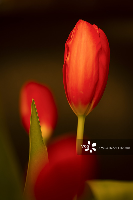 红色郁金香图片素材