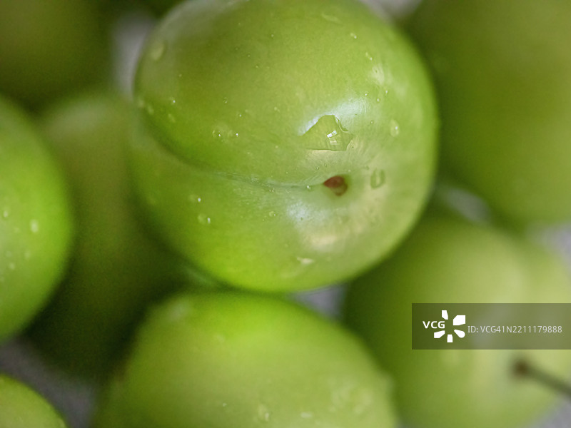 新鲜绿色酸梅图片素材
