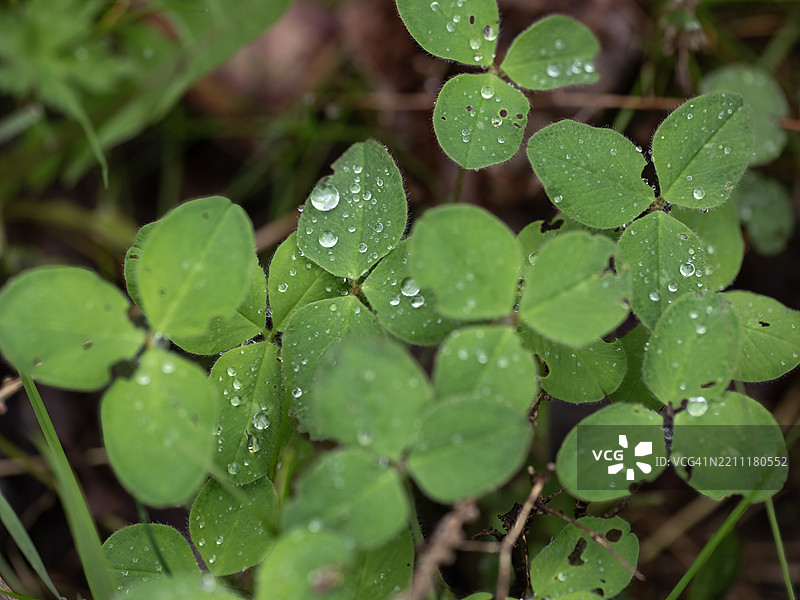 三叶草叶子上的水滴图片素材
