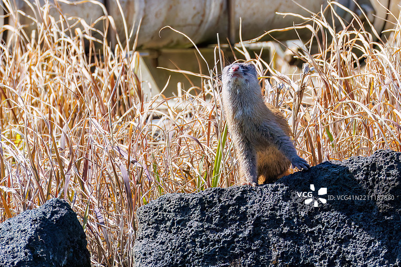 一只可爱的日本鼬鼠（Mustela itatsi，鼬科）。它跳进池塘，抓住了一只日本火腹蝾螈（Cynops pyrrhogaster）。八丈岛，伊豆群岛，东京 - 2025年3月1日。图片素材
