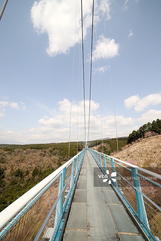 从70米高、400米长的悬索桥顶端往下看，山樱花和其他樱树正盛开。图片素材