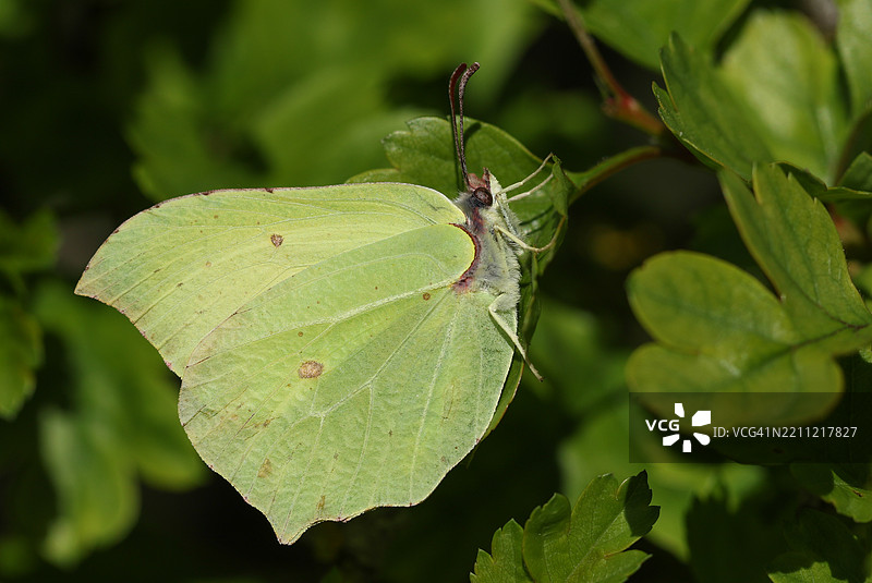 一只黄蝴蝶（Gonepteryx rhamni）栖息在山楂树叶上。图片素材