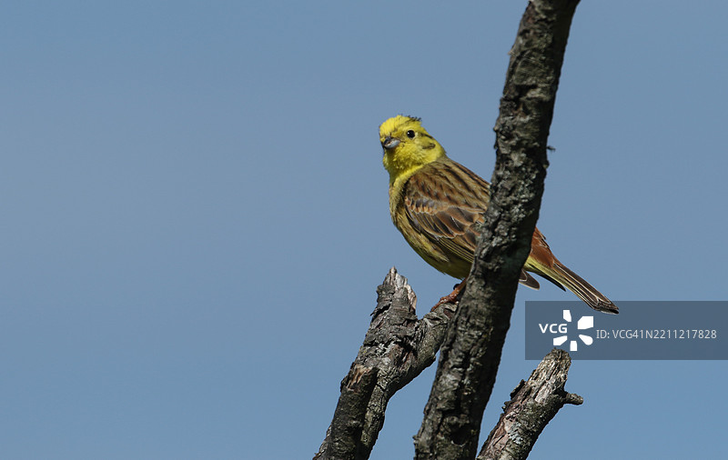 一只雄性黄鹀（Emberiza citrinella）在春天的树枝上栖息。图片素材