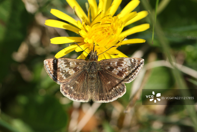 一只美丽的灰蝶，Erynnis tages，正在为蒲公英花授粉。图片素材