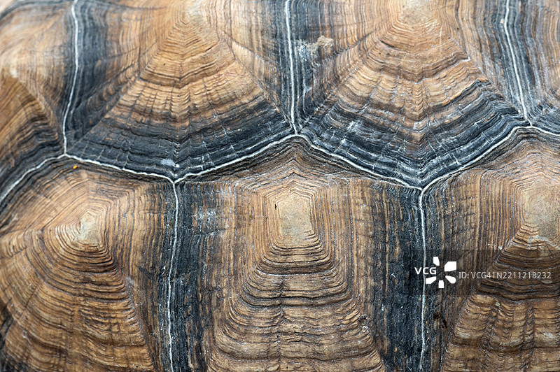 非洲刺背陆龟壳的特写背景图片素材