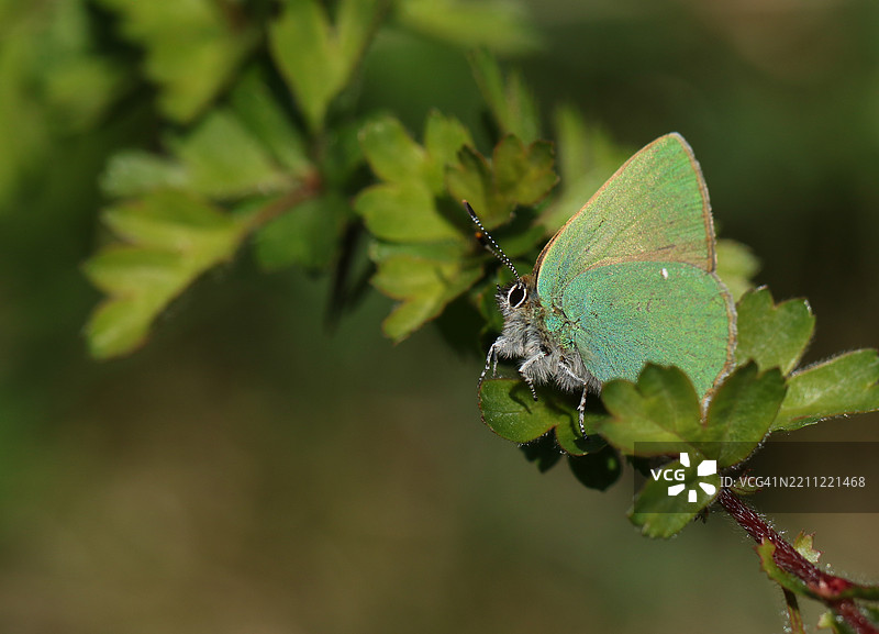 一只新出现的绿发蝶（Callophrys rubi）栖息在山楂树叶上。图片素材