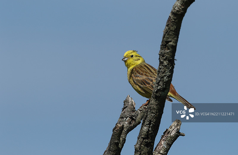 一只雄性黄鹀（Emberiza citrinella）在春天的树枝上栖息。图片素材