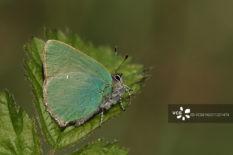 一只新出现的绿发蝶（Callophrys rubi）栖息在叶子上。图片素材