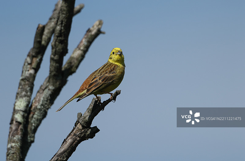 一只雄性黄鹀（Emberiza citrinella）在春天的树枝上栖息。图片素材