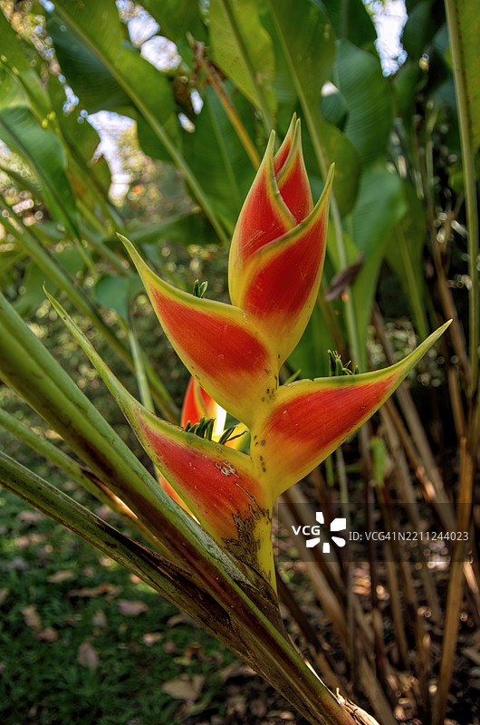 彩虹天堂鸟（Heliconia wagneriana），也常被称为复活节天堂鸟，正在盛开。图片素材
