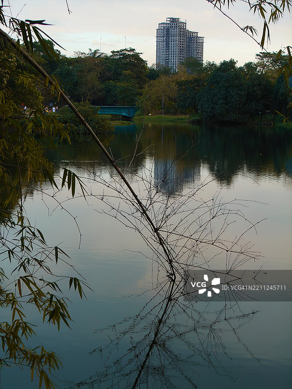 竹树的细茎图片素材