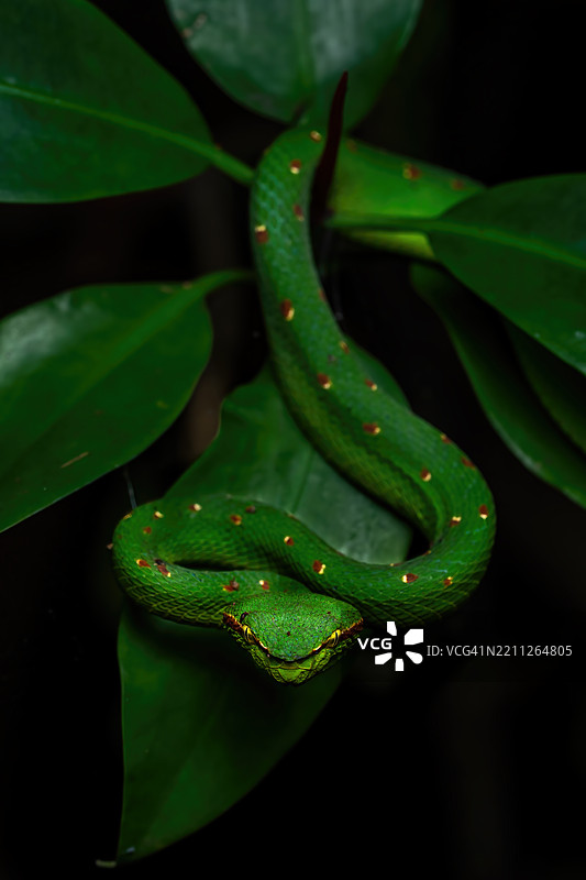 瓦格勒蛇图片素材