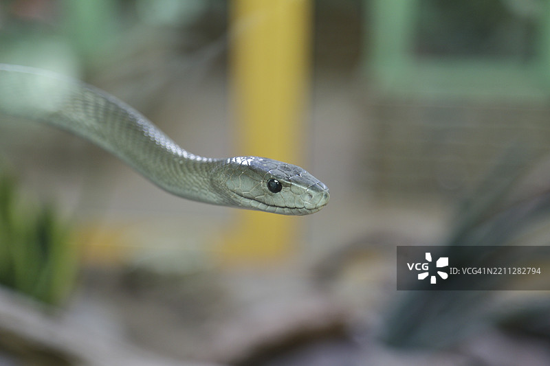 西方绿曼巴蛇(Dendroaspis viridis),绿曼巴,毒蛇,爬树,动物肖像,分布于非洲,圈养,特拉佐动物园,北莱茵-威斯特法伦,德国,欧洲图片素材