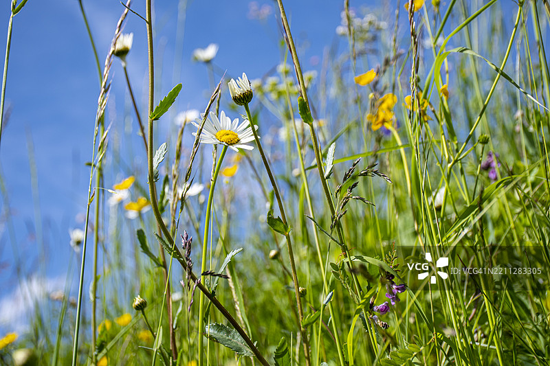 蓝天映衬下的草地花朵图片素材