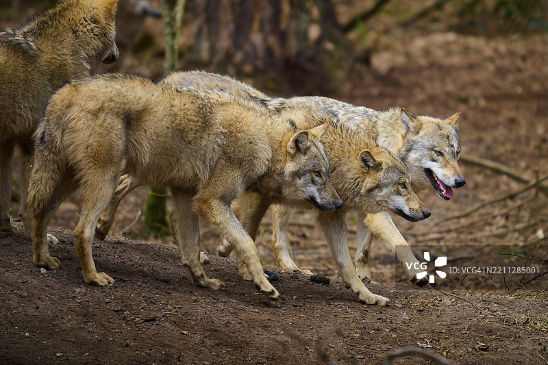 狼（Canis lupus），三只狼在德国欧洲的森林中紧密地聚集在一起。图片素材