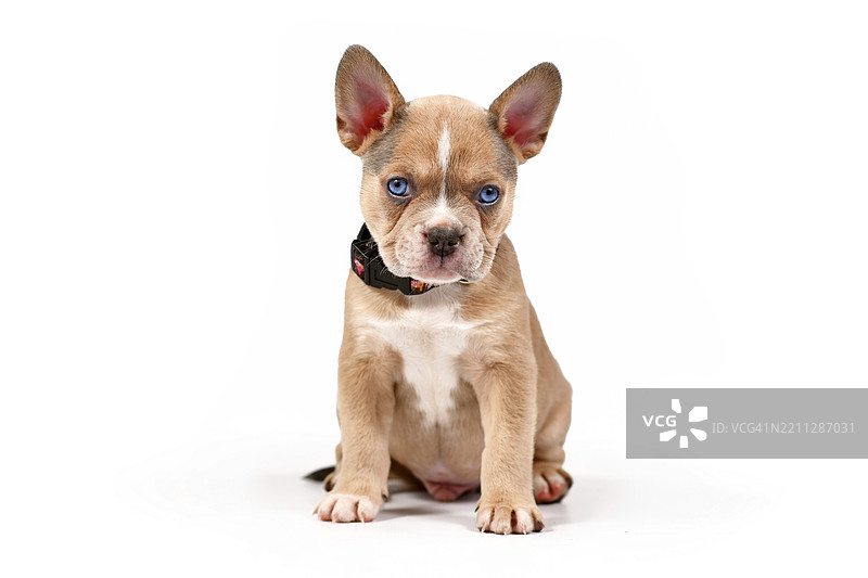 年轻的蓝色红色小鹿法斗犬小狗坐在白色摄影棚背景前图片素材