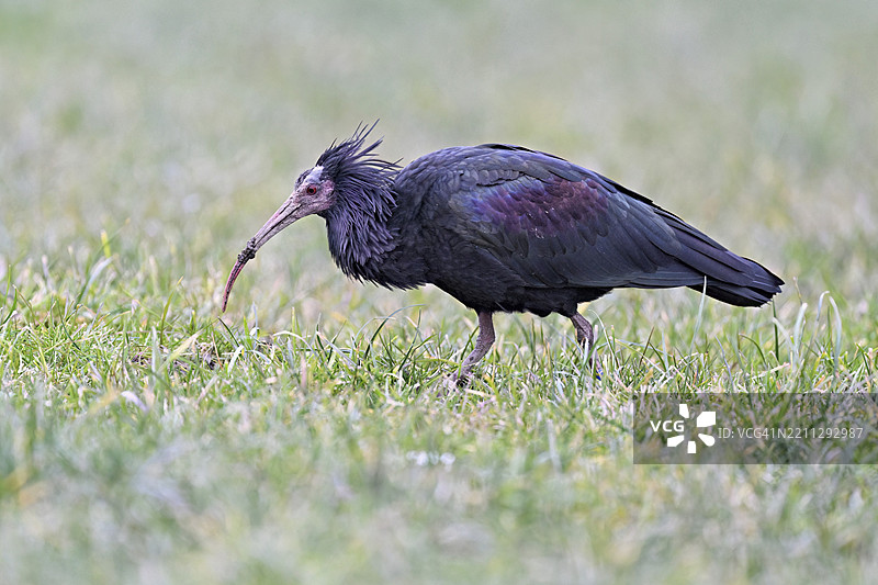 北秃鹮（Geronticus eremita），在瑞士楚格州的草地上觅食，欧洲图片素材