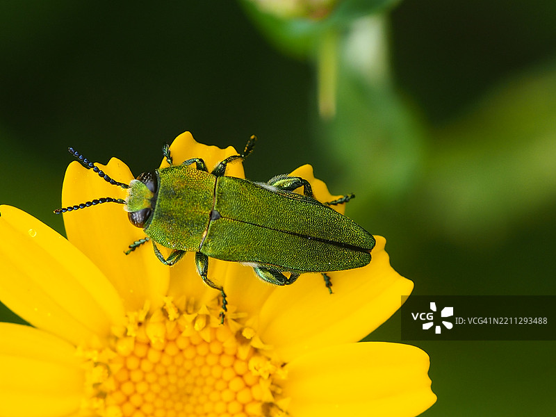 匈牙利金龟子 (Anthaxia hungarica)图片素材