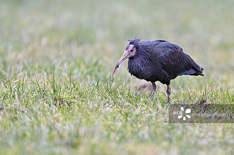 北秃鹮（Geronticus eremita），在瑞士楚格州的草地上觅食，欧洲图片素材