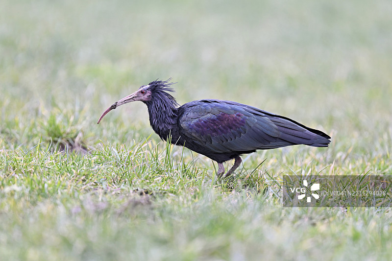 北秃鹮（Geronticus eremita），在瑞士楚格州的草地上觅食，欧洲图片素材