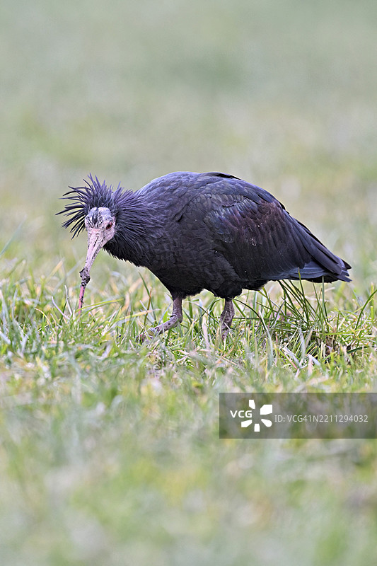 北秃鹮（Geronticus eremita），在瑞士楚格州的草地上觅食，欧洲图片素材