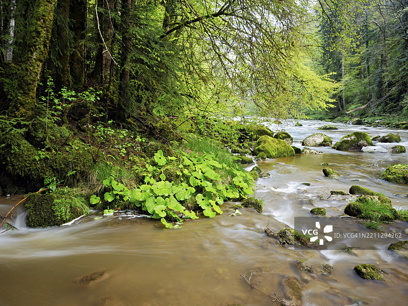 瑞士楚格州门青镇西尔河上的苔藓覆盖的石头图片素材