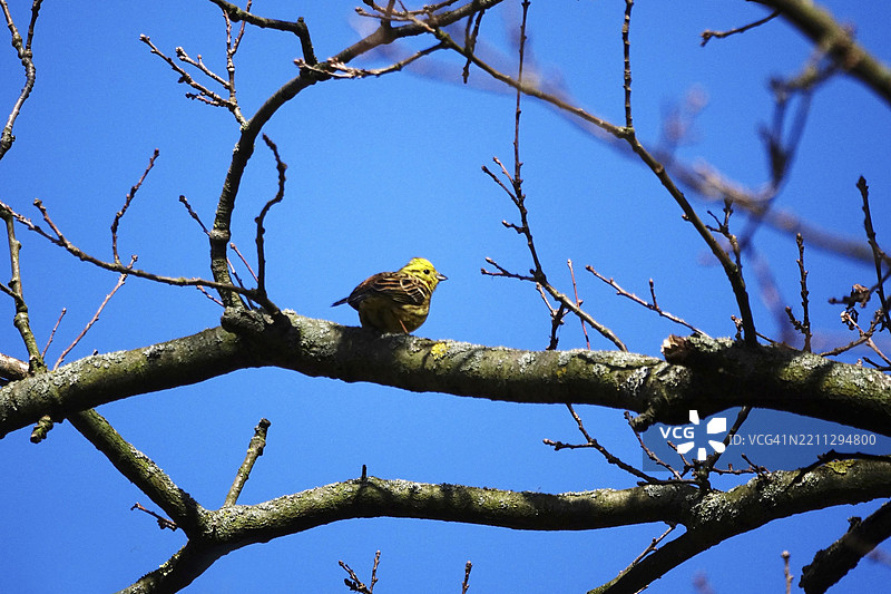 树上的黄鹀，三月，德国，欧洲图片素材
