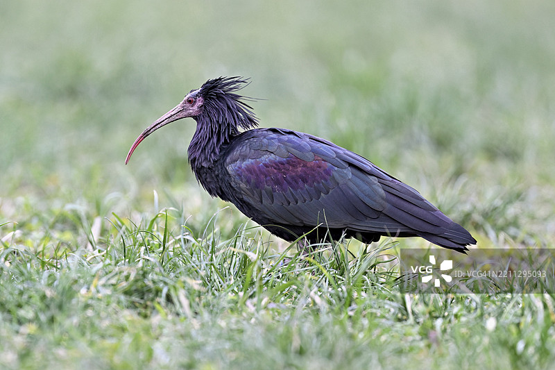 北秃鹮（Geronticus eremita），在瑞士楚格州的草地上觅食，欧洲图片素材