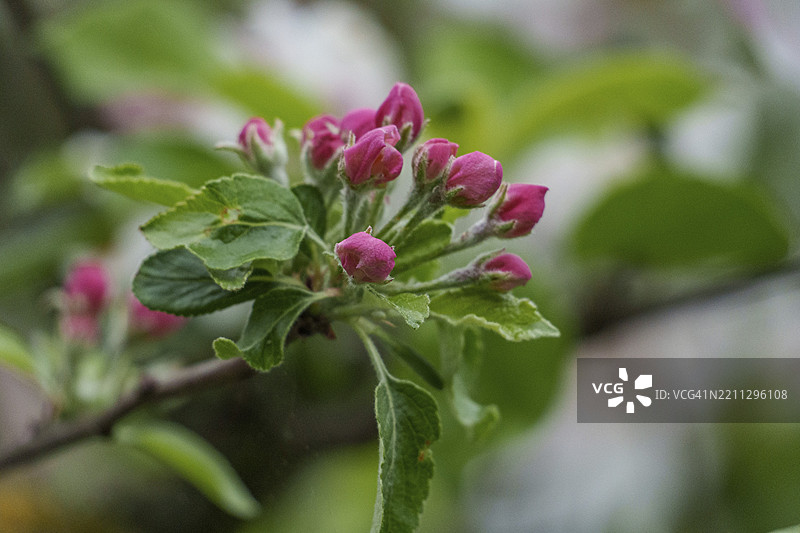 带有粉色花蕾和绿色叶子的树枝，特写于自然环境中，博肯，明斯特兰，德国图片素材