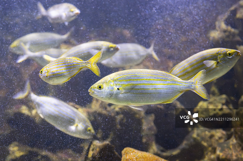 在水下游泳的沙雷马鲷（Sarpa salpa），圈养，德国，欧洲图片素材