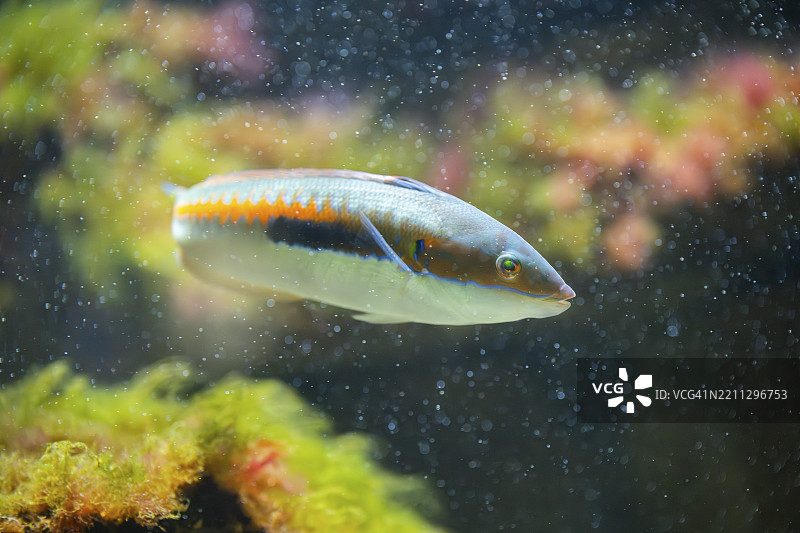 地中海彩虹鱼（Coris julis）在水下，圈养，德国，欧洲图片素材