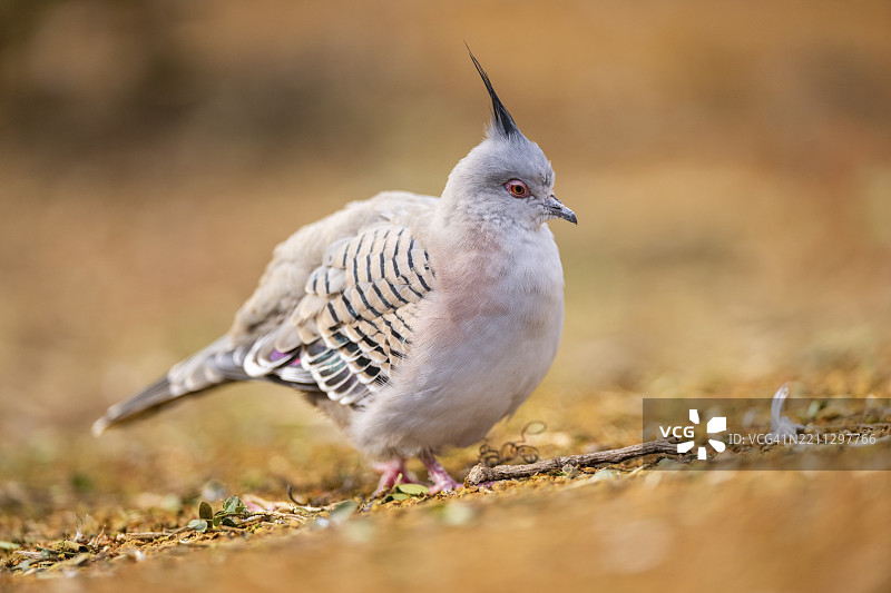 冠鸠（Ocyphaps lophotes）在德国巴伐利亚的草地上行走图片素材