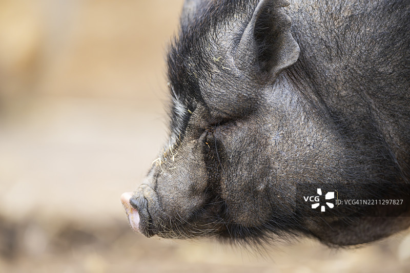 越南肚皮猪站在地面上，德国巴伐利亚，欧洲图片素材